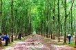 Người dân trồng cao su cần theo quy hoạch và khuyến cáo